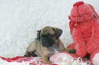 Ember Shipping Included, a female Puggle for sale in Pottersville, MO – Photo 3 of 9