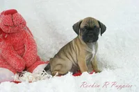 Ember Shipping Included, a female Puggle for sale in Pottersville, MO – Photo 6 of 9