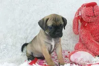 Ember Shipping Included, a female Puggle for sale in Pottersville, MO – Photo 8 of 9