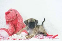 Ember Shipping Included, a female Puggle for sale in Pottersville, MO – Photo 5 of 9