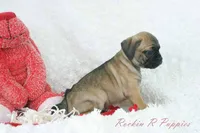 Ember Shipping Included, a female Puggle for sale in Pottersville, MO – Photo 7 of 9