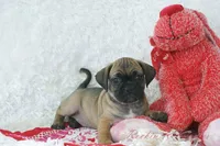 Ember Shipping Included, a female Puggle for sale in Pottersville, MO – Photo 9 of 9