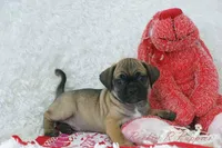 Ember Shipping Included, a female Puggle for sale in Pottersville, MO – Photo 1 of 9