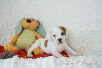 Samson Shipping Included, a male English Bulldog and Puggle for sale in Pottersville, MO – 8 of 8