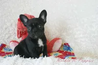 Mable Shipping Included, a female Frenchton for sale in Pottersville, MO – 3 of 5