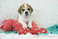 Ottie Shipping Included, a male Puggle for sale in Pottersville, MO – 2 of 10