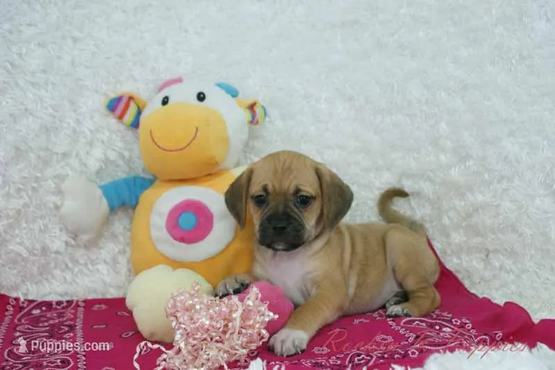 Honey – Puggle puppy for sale in Pottersville, MO