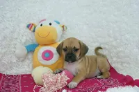 Honey, a female Puggle for sale in Pottersville, MO – Photo 1 of 5