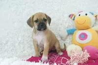 Honey, a female Puggle for sale in Pottersville, MO – Photo 4 of 5