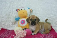 Honey, a female Puggle for sale in Pottersville, MO – Photo 2 of 5