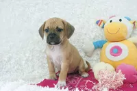 Honey, a female Puggle for sale in Pottersville, MO – Photo 3 of 5