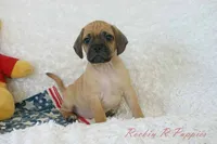 Buster Shipping Included, a male Puggle for sale in Pottersville, MO – 3 of 7