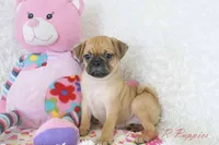 Gidget Shipping Included, a female Puggle for sale in Pottersville, MO – 3 of 6