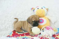 Sasha Shipping Included, a female Puggle for sale in Pottersville, MO – 4 of 6