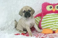 Juno Shipping Included, a female Puggle for sale in Pottersville, MO – 3 of 7