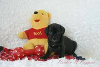 Derby Shipping Included, a male Puggle for sale in Pottersville, MO – 3 of 6