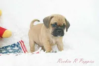 Ollie Shipping Included, a male Puggle for sale in Pottersville, MO – 5 of 5