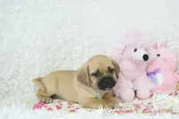 Lucy Shipping Included, a female Puggle for sale in Pottersville, MO – 2 of 5