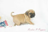 Ollie Shipping Included, a male Puggle for sale in Pottersville, MO – 3 of 5