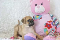 Gidget Shipping Included, a female Puggle for sale in Pottersville, MO – 6 of 6