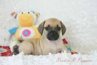 Sadie Shipping Included, a female Puggle for sale in Pottersville, MO – 2 of 6