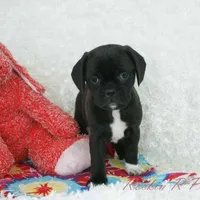 Delilah Shipping Included, a female Puggle for sale in Pottersville, MO – Photo 3 of 7