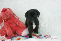 Delilah Shipping Included, a female Puggle for sale in Pottersville, MO – Photo 3 of 7