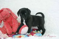 Delilah Shipping Included, a female Puggle for sale in Pottersville, MO – Photo 2 of 7