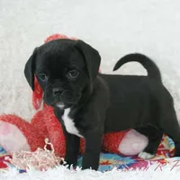 Delilah Shipping Included, a female Puggle for sale in Pottersville, MO – Photo 5 of 7