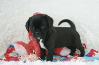 Delilah Shipping Included, a female Puggle for sale in Pottersville, MO – Photo 5 of 7