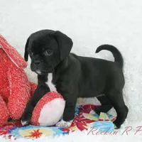 Delilah Shipping Included, a female Puggle for sale in Pottersville, MO – Photo 4 of 7