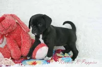 Delilah Shipping Included, a female Puggle for sale in Pottersville, MO – Photo 4 of 7