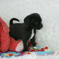 Delilah Shipping Included, a female Puggle for sale in Pottersville, MO – Photo 6 of 7