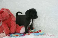 Delilah Shipping Included, a female Puggle for sale in Pottersville, MO – Photo 6 of 7