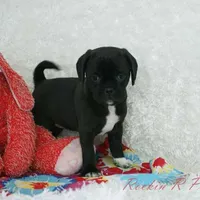 Delilah Shipping Included, a female Puggle for sale in Pottersville, MO – Photo 7 of 7