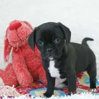 Delilah Shipping Included, a female Puggle for sale in Pottersville, MO – Photo 1 of 7