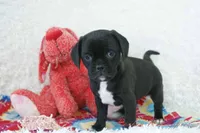 Delilah Shipping Included, a female Puggle for sale in Pottersville, MO – Photo 1 of 7