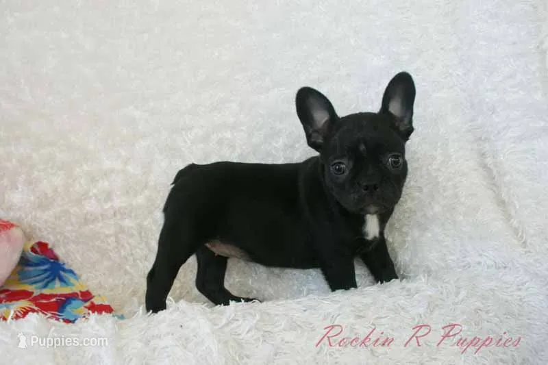 Mable Shipping Included – Frenchton puppy for sale in Pottersville, MO
