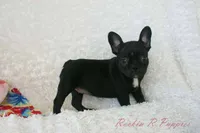Mable Shipping Included, a female Frenchton for sale in Pottersville, MO – 1 of 5
