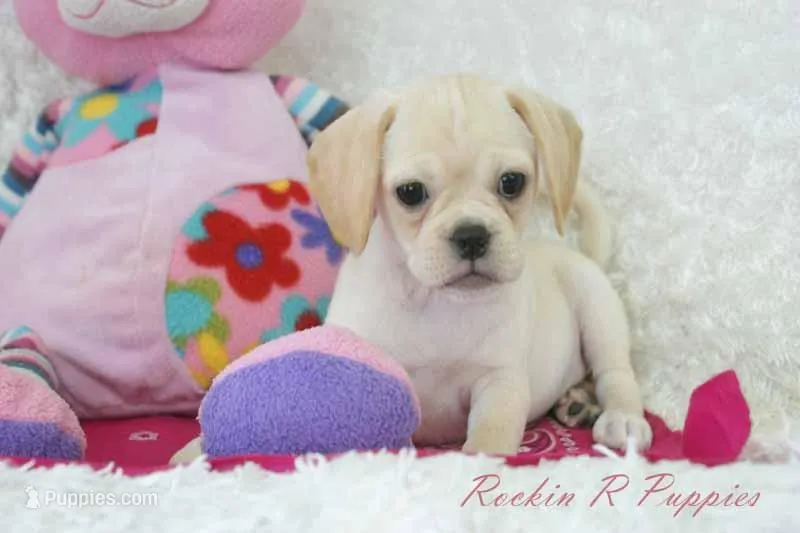 Raven Shipping Included – Puggle puppy for sale in Pottersville, MO