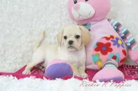 Raven Shipping Included, a female Puggle for sale in Pottersville, MO – Photo 3 of 5