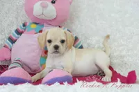 Raven Shipping Included, a female Puggle for sale in Pottersville, MO – Photo 2 of 5