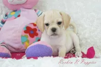 Raven Shipping Included, a female Puggle for sale in Pottersville, MO – Photo 5 of 5