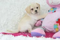 Raven Shipping Included, a female Puggle for sale in Pottersville, MO – Photo 4 of 5