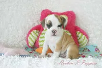 Fancy Shipping Included, a female English Bulldog and Puggle for sale in Pottersville, MO – 6 of 9
