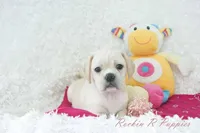 Petal Shipping Included, a female Puggle for sale in Pottersville, MO – Photo 5 of 9