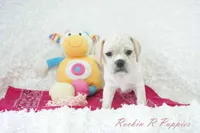 Petal Shipping Included, a female Puggle for sale in Pottersville, MO – Photo 6 of 9