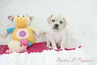 Petal Shipping Included, a female Puggle for sale in Pottersville, MO – Photo 3 of 9