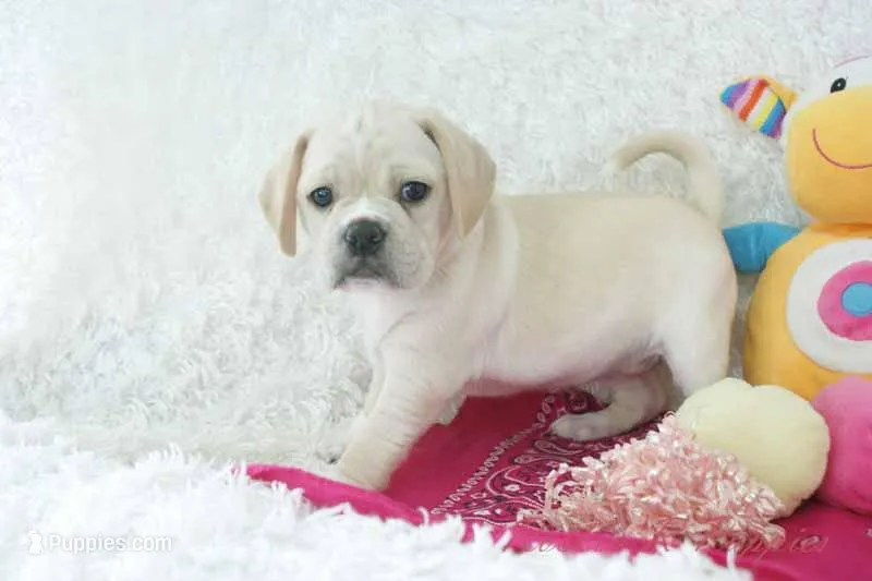 Petal Shipping Included – Puggle puppy for sale in Pottersville, MO