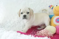 Petal Shipping Included, a female Puggle for sale in Pottersville, MO – Photo 1 of 9